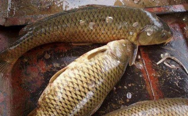 农村集市上买便宜的活鱼吃,贪便宜吃鱼