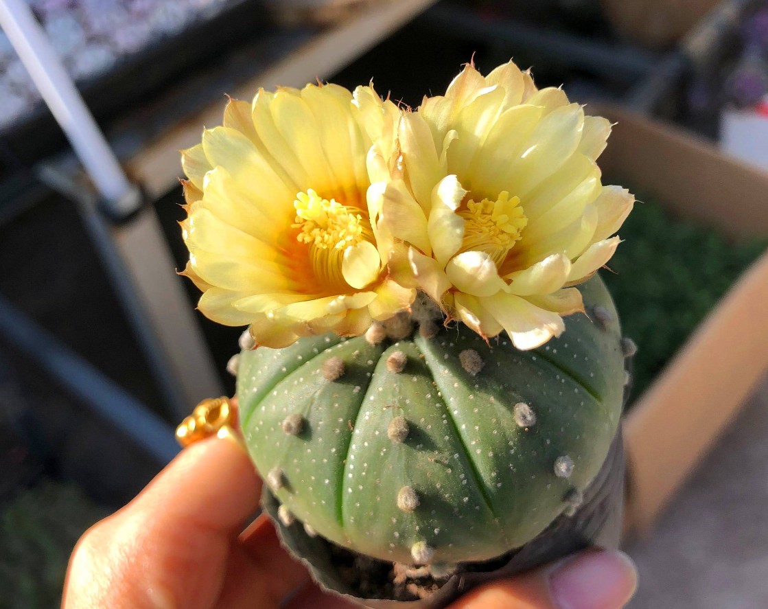 太极莲仙人球,狂莲仙人球