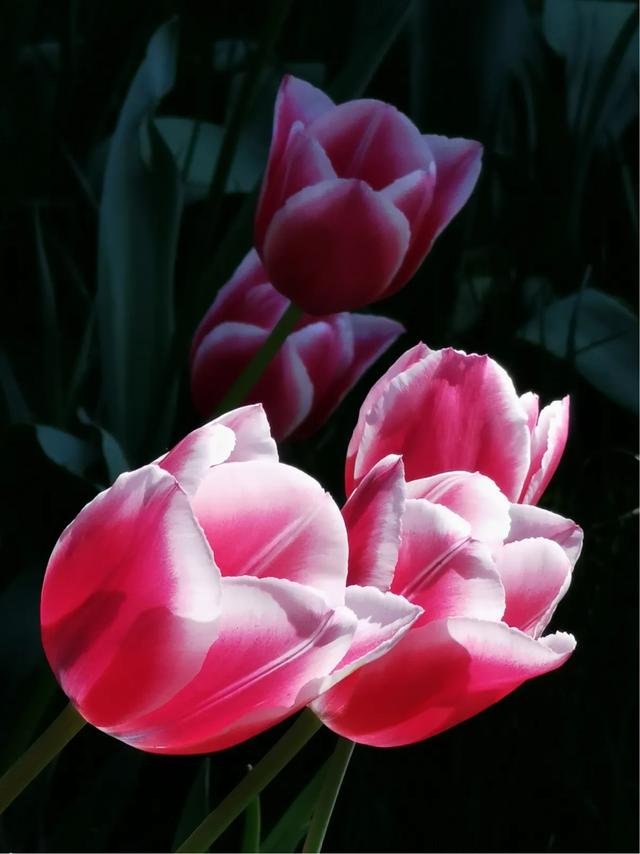 手拍世界微信公众号,手拍世界283期