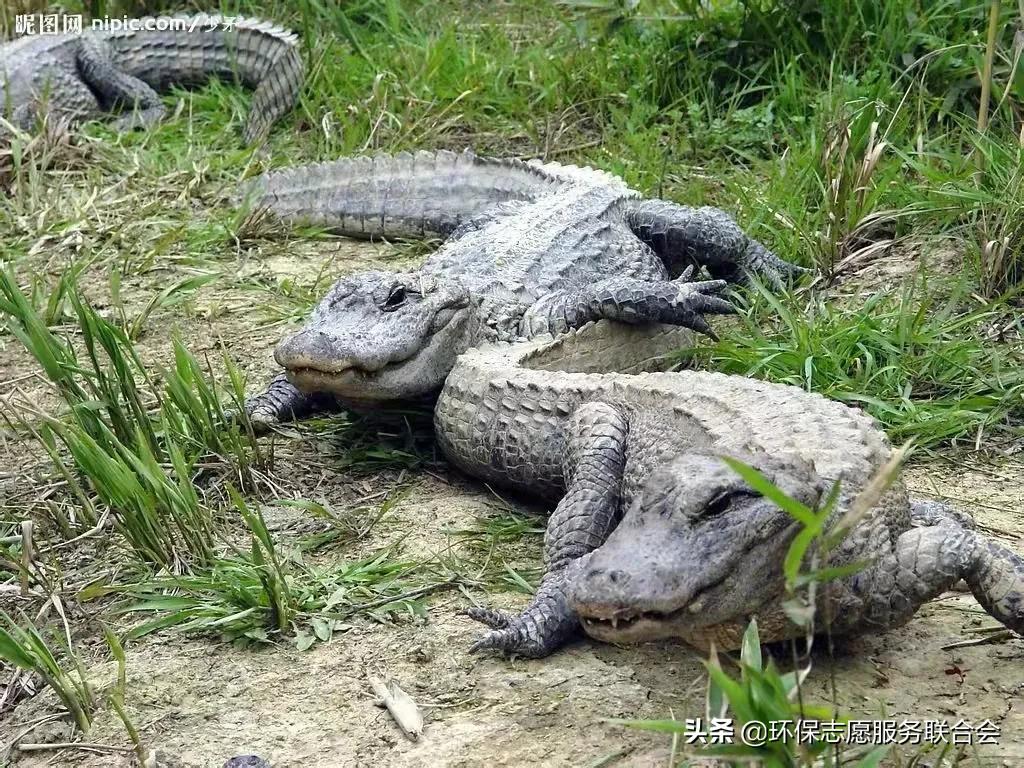 成都生态环保大讲堂|穿越于水陆之间的动物世界