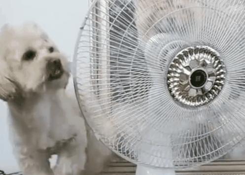 狗狗高烧40度怎么降温,夏天到了这7种狗狗最怕热了