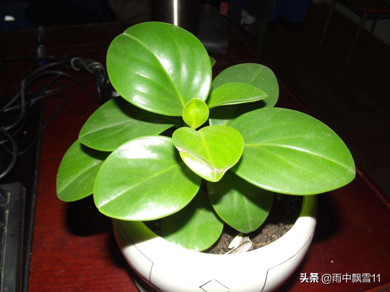 豆瓣绿病虫害多吗养护方法,豆瓣绿黄叶烂芽怎么处理