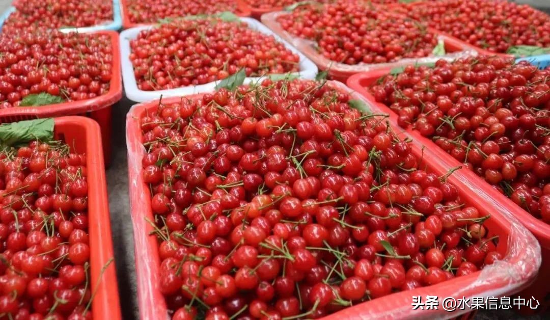 水果批发市场卖水果怎么收费,新手去水果批发市场的几大技巧