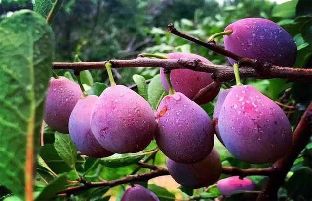 盆栽西梅种植方法全过程,加州西梅的种植秘密你了解多少