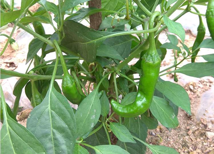 露天辣椒怎样整枝打叉才能高产,露天辣椒种植的方法与技术