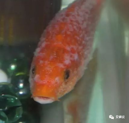 “水花”变“水霉”?亲鲤抱卵时节一定要妥善处理