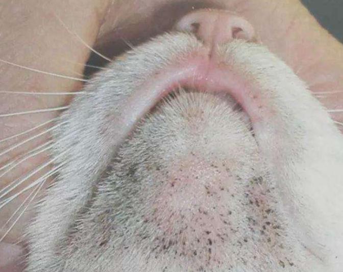 猫咪黑下巴怎么清洗,小猫咪黑下巴怎么办