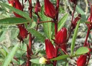 色彩缤纷的功能原料(上)