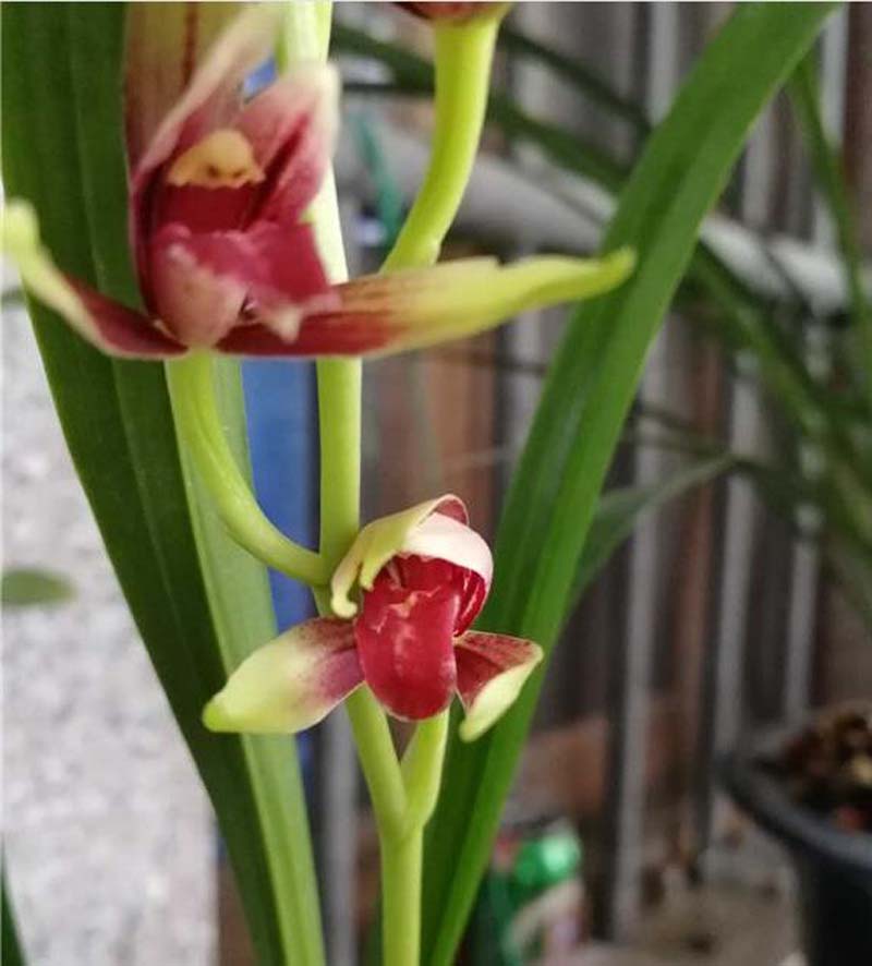 传统铭品与下山兰的选择与培育