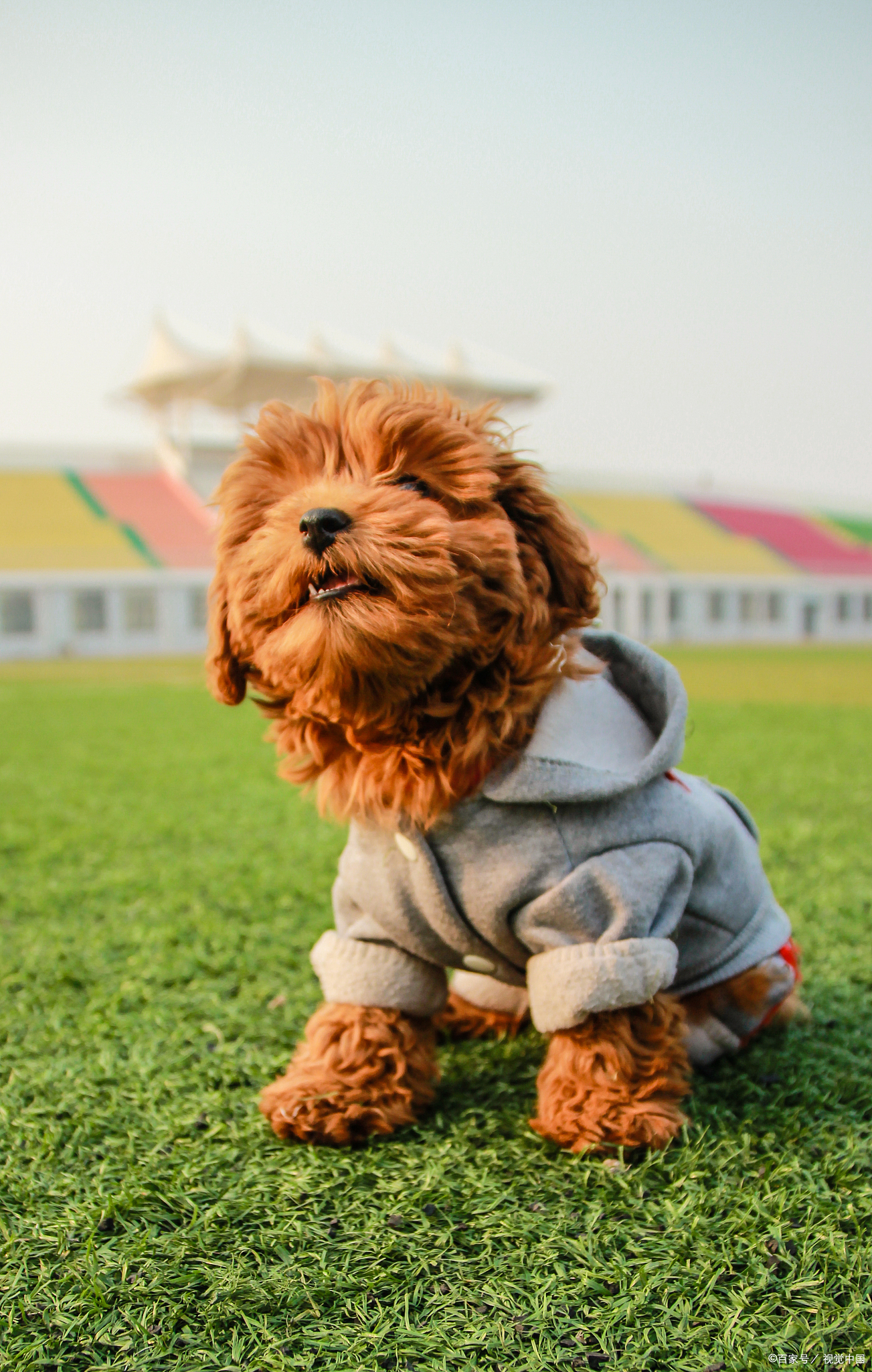 养泰迪狗狗基本常识,泰迪狗狗怎么养更健康一点