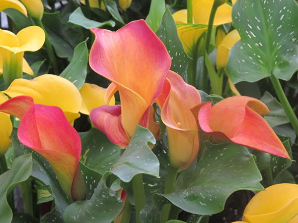 马蹄莲花朵点缀,马蹄莲鲜花造型创意图片