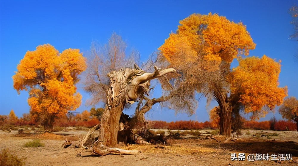 从物种起源到生物多样性,从起源到分类