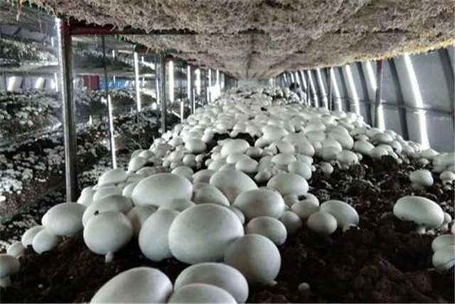 双孢菇高产高效栽培技术,双孢菇的高效栽培技术