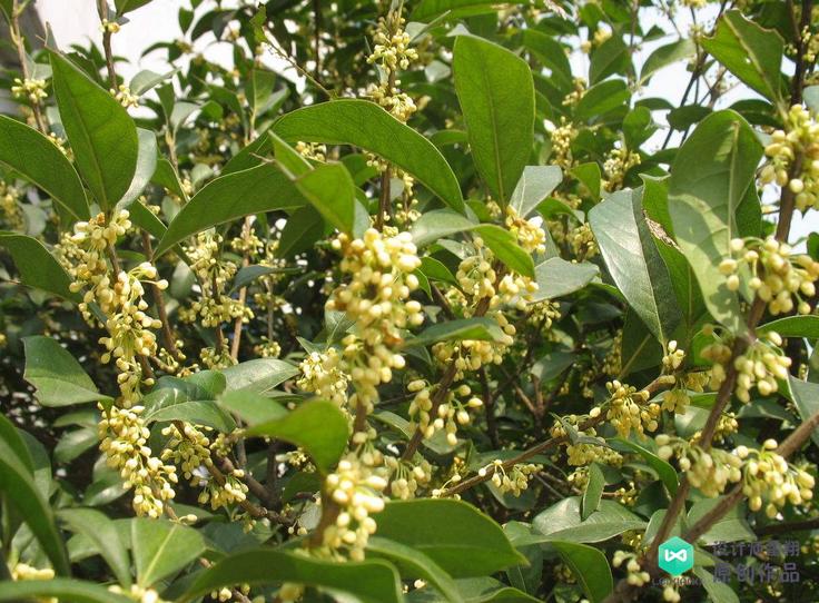 院子适合种的花和设计,庭院设计植物大全