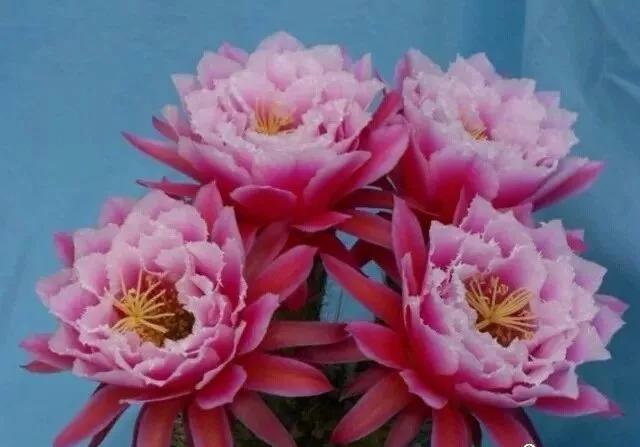 100种仙人球花图片,100种仙人球的品种视频