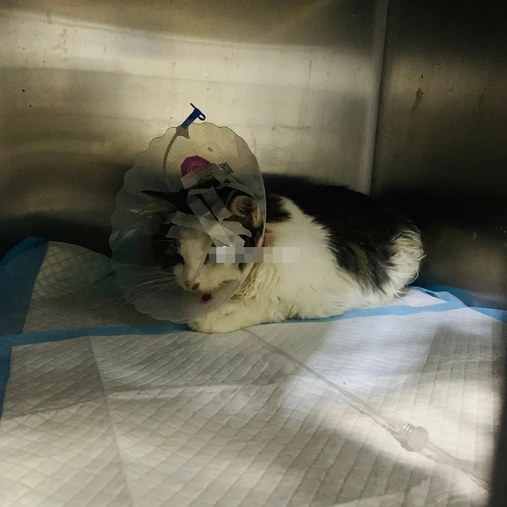 小佩宠物饮水机漏水,小佩饮水机漏电对宠物有害吗