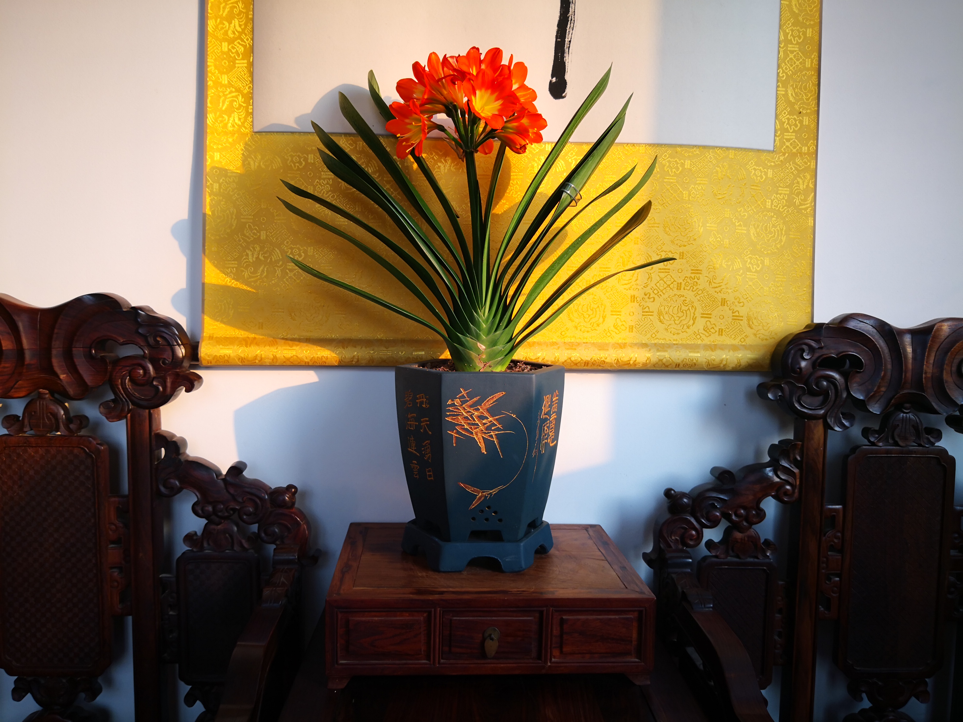 怎样让君子兰根系茂盛,如何促进君子兰根系生长