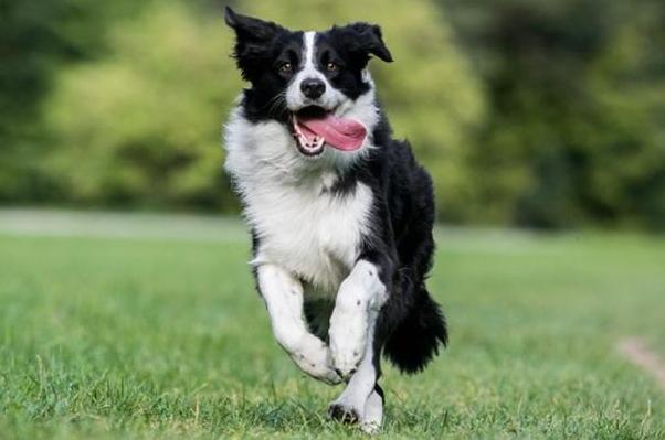 边牧吃什么狗粮比较好,边牧一天吃多少克狗粮