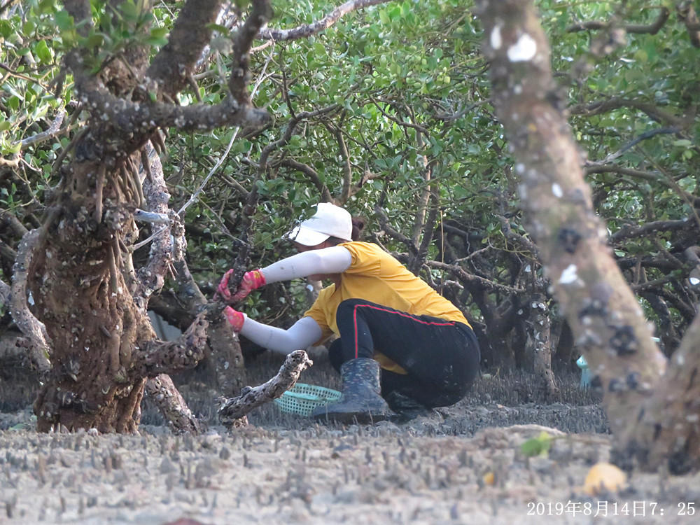痛心!北海红树林不设防,任你踩任你挖