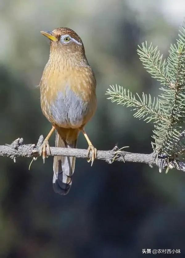 正确的训画眉鸟的方法,画眉鸟训鸟方法