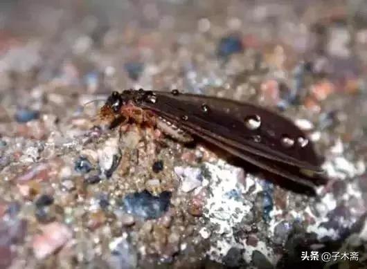 柑橘大实蝇和柑橘小实蝇常规虫害,柑橘虫害高清图谱及防治方法