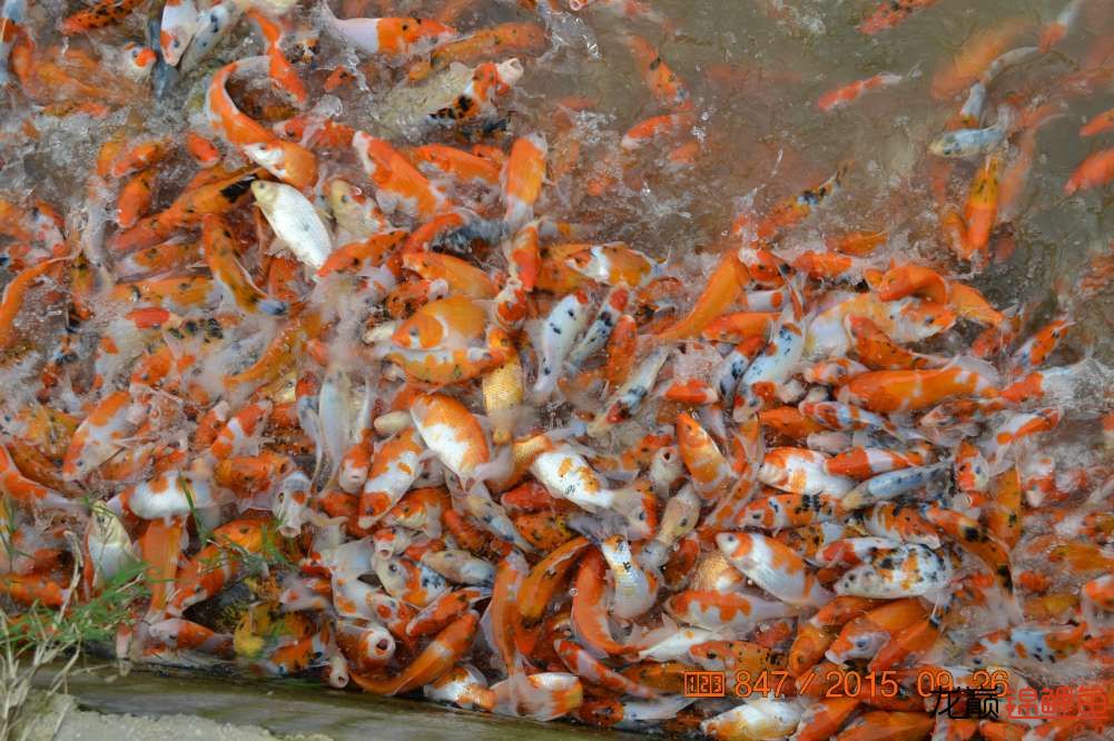 锦鲤苗成长,日本锦鲤水花苗成长