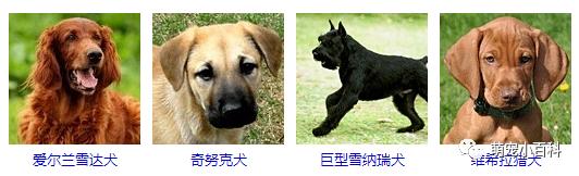 狗狗品种分类大全,狗狗品种鉴定