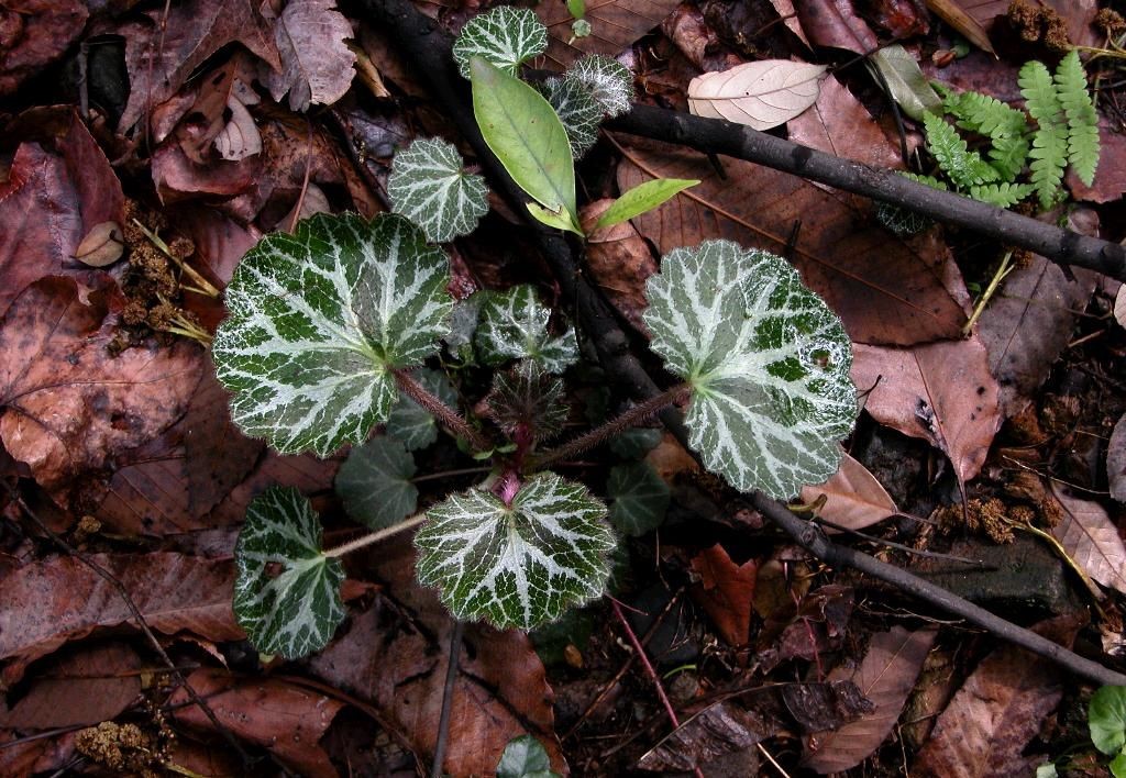 3千元一斤的草药虎耳草,你身边的中草药虎耳草