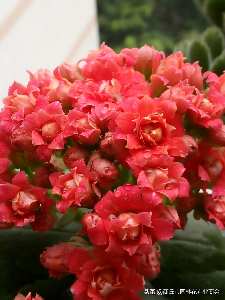 长寿花的病虫害以及防治方法,长寿花常见病虫害有哪些