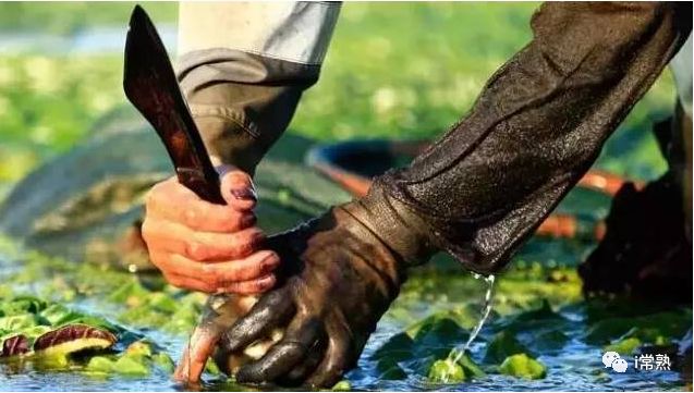 常熟人靠什么生活,常熟人的素质与特点