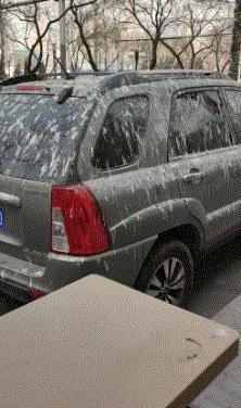 这只鹦鹉一直以为他是一只猴,所以每天都在重复做这个动作