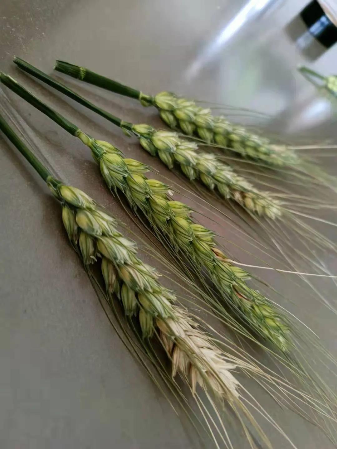 关于春日谷雨诗句,在谷雨诗词中留住最后一抹春色