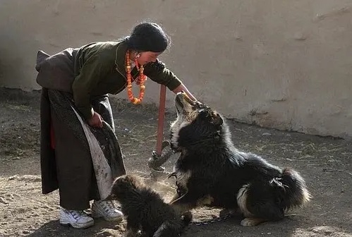 那些年我们养过的狗子,记者揭露藏獒黑幕
