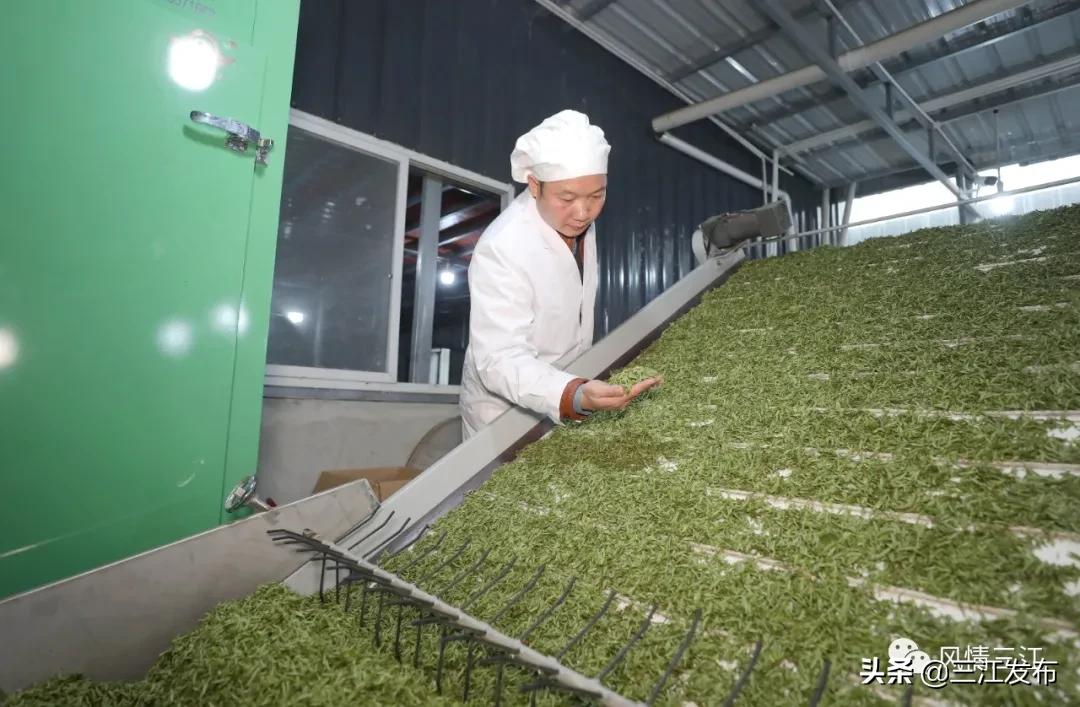 侗乡赶制早春茶,春茶上市喝真茶还是套路