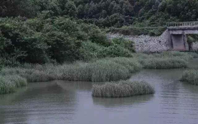 羡慕哭了!央美90后姑娘造300㎡花房,开启幸福隐居生活