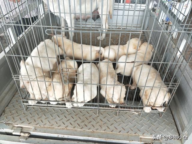 开封狗品种大全,开封狗市是中国最大的吗