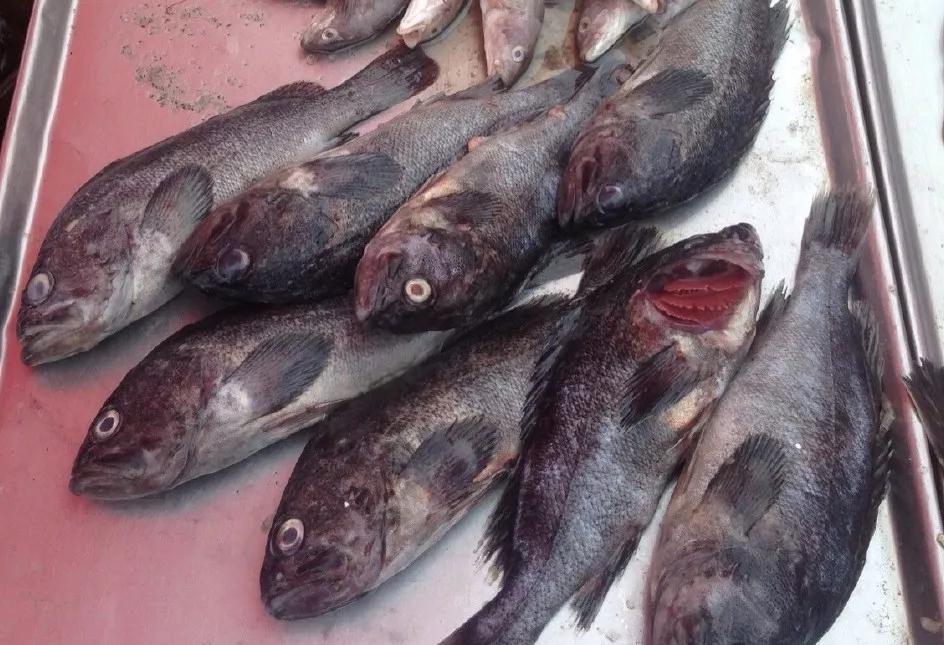 淡水鱼里面黑鱼是不是最厉害的,淡水鱼最强的是黑鱼吗