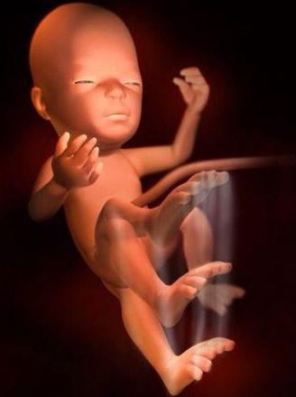 3d演示胎儿发育全过程,胚胎发育全过程3d演示