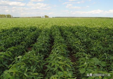 黑豆正确的营养价值和功效,黑豆营养价值特点及功效