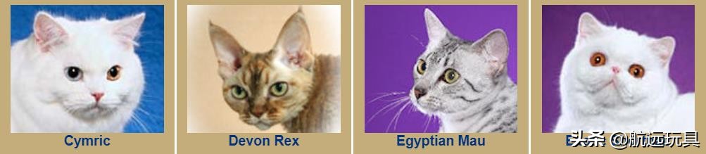国际权威机构对猫咪的最全分类,猫咪分类大全
