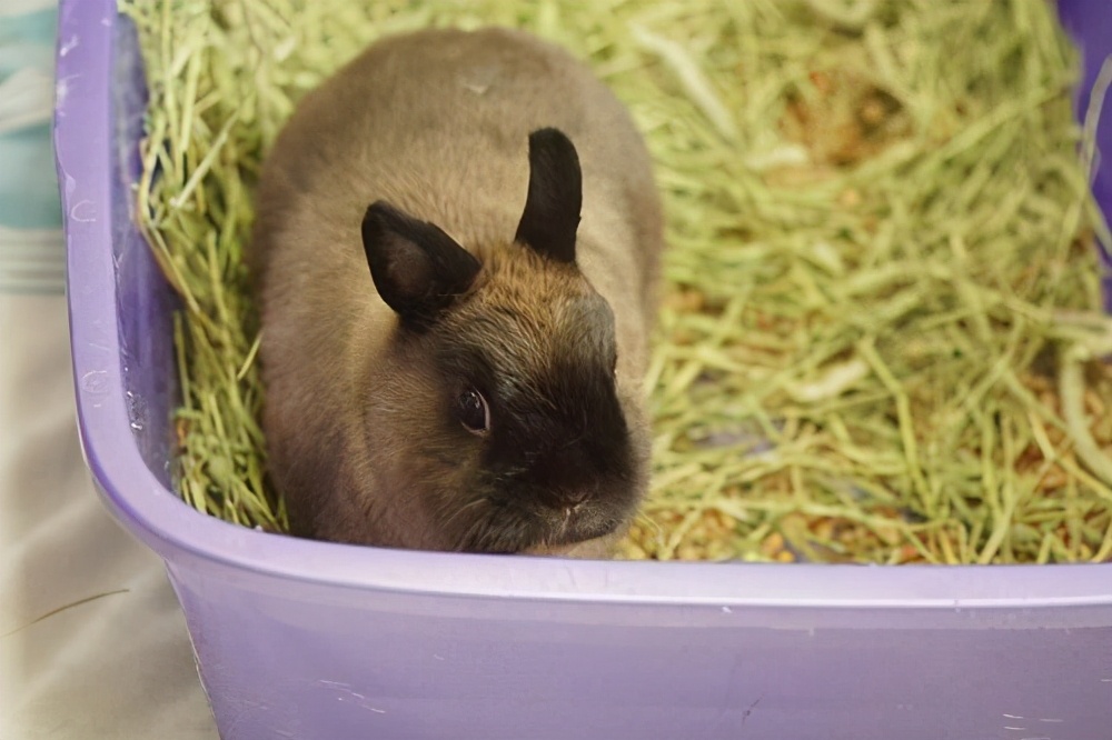 兔子拉屎发粘不吃东西,兔子拉屎没有规律吗