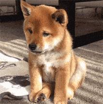 大众桑塔纳1.6l原价,桑塔纳手动风尚版购车过程及价格