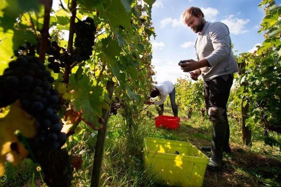 aoc的葡萄酒多少钱,葡萄酒aoc与aop区别