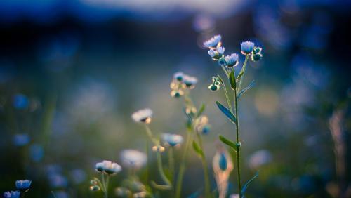 金牛座最受不了冷战的星座,十二星座最佳恋爱总结金牛