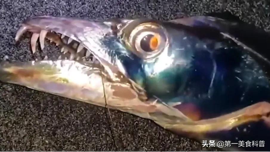 买带鱼记得要分清黑眼睛和黄眼睛,买带鱼黄眼睛和黑眼睛哪种好