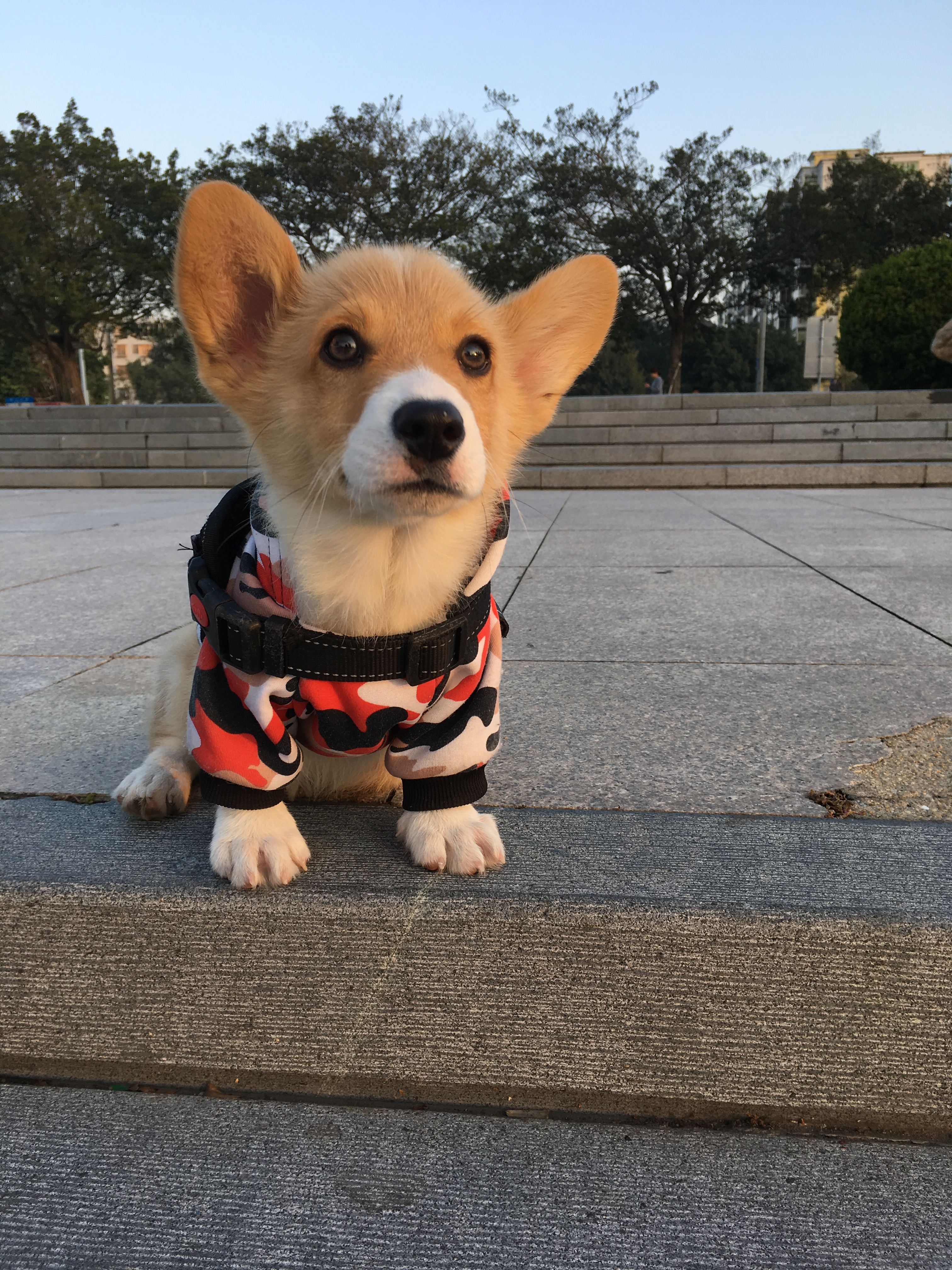 各品种犬最常见的遗传缺陷，在养待养的都看一下