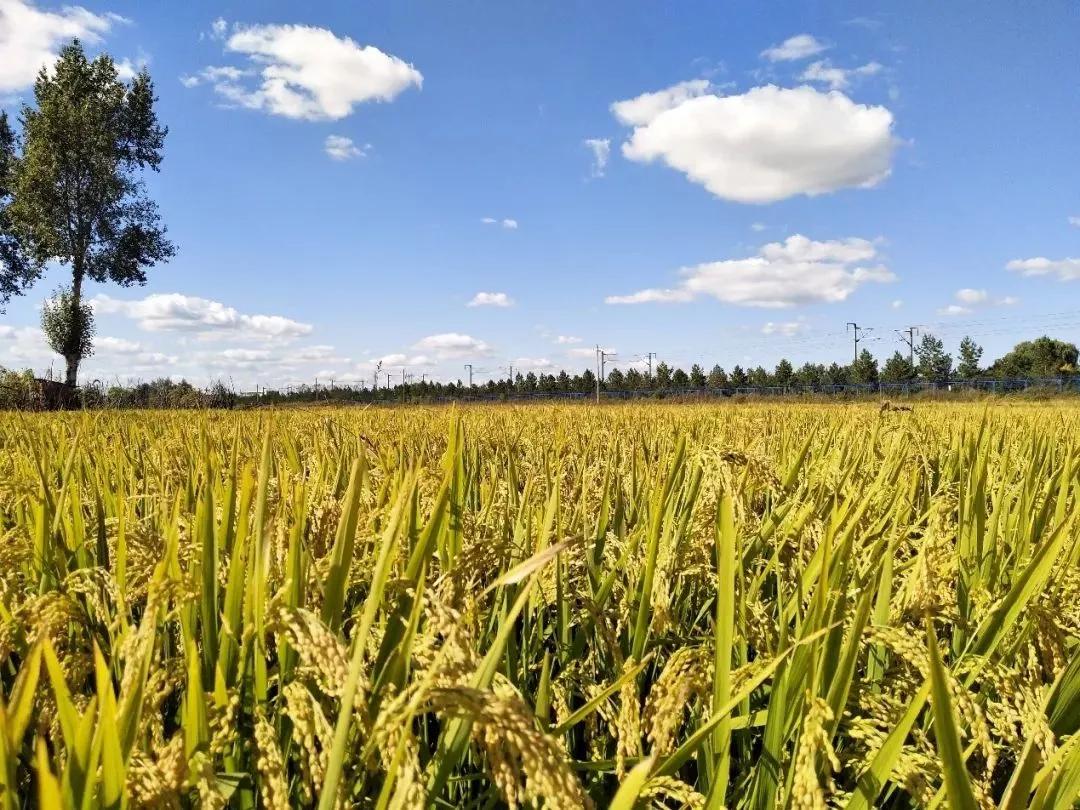 家乡的秋天800字左右带有赏析,家乡的秋天100个字