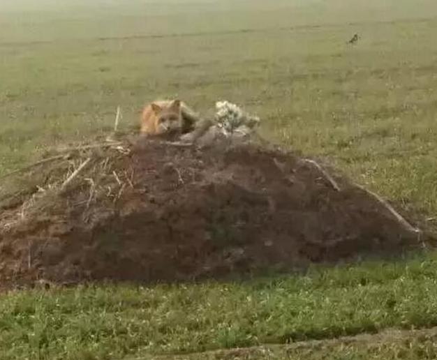 为什么狐狸喜欢住在人类的坟墓里,狐狸为什么要喜欢把坟墓当成洞穴