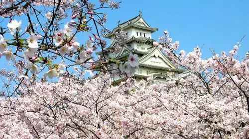 日本赏樱花前三名城市,日本樱花排行榜