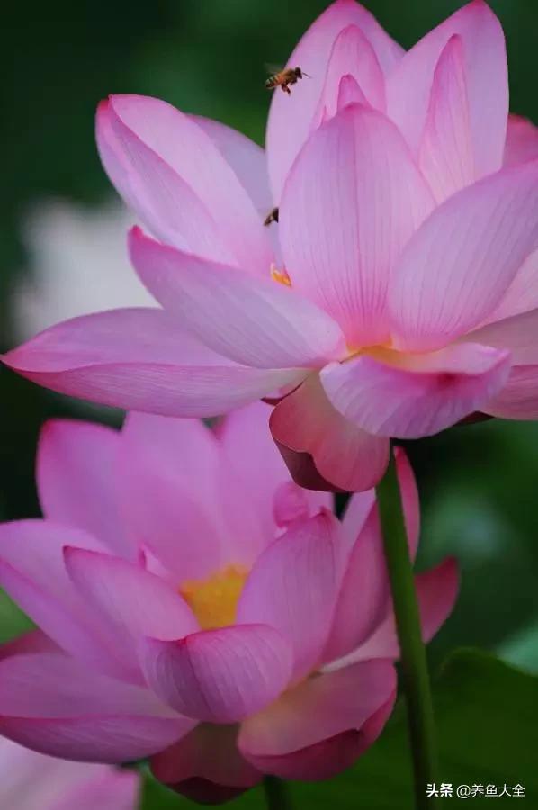 一至十二月的花期,12月到2月份的花期